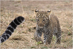 photo "young leopard (10-12 weeks)"