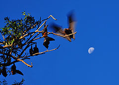 фото "Flying fox"