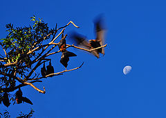 photo "Flying fox"