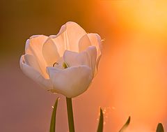 photo "Anticipation of spring."