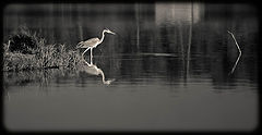 photo "***"
