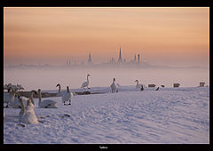 фото "Tallinn"