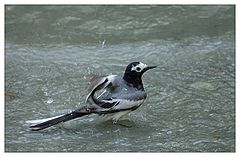 фото "Водные процедуры"