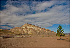 photo "Lonely guard"