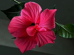 photo "***"