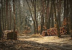 photo "*"