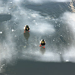 photo "On thin ice"