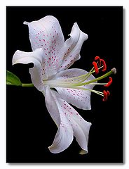 фото "lilium orientalis"
