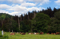 photo "Shepherd and Flock ..."