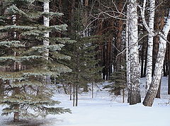 photo "blue spruce, and ... ."
