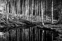 photo "Reflections"