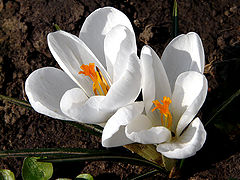 фото "White spring"