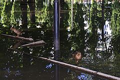 photo "***"
