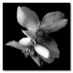 фото "clematis"