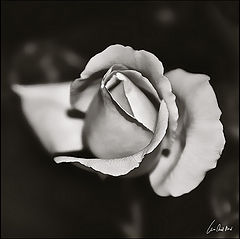 photo "***"
