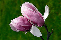 фото "Couple"