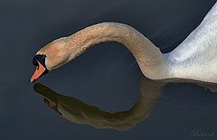 photo "***"