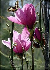 фото "Magnolia"