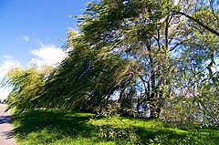 photo "Windy day"