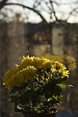 photo "***"
