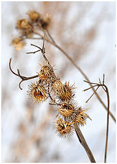 photo "***"