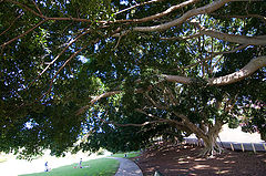 photo "Under the shadows of trees"