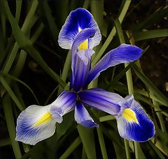 photo "Iris"