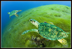 фото "Полёт зелёных черепах"