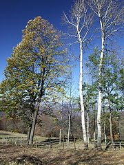 photo "***"