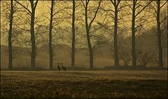 photo "*"