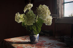 фото "Гортензии."