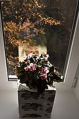 photo "***"