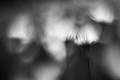фото "dance II"