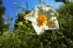 фото "Paper"
