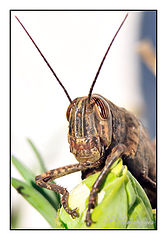 photo "grasshopper"
