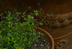 photo "***"