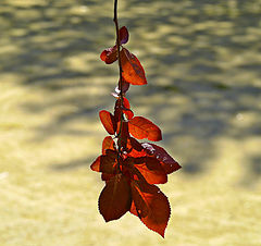 photo "***"