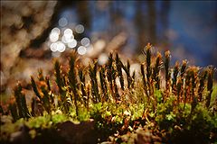 photo "*"