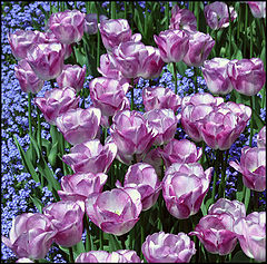 photo "Spring square"