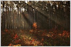 photo "***"