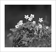 photo "***"