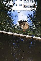 photo "***"