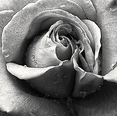 photo "***"