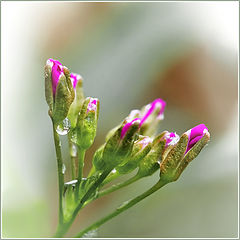 photo "Dentaria quinquefolia"