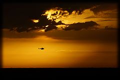 photo "Two birds"