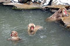 фото "Snow monkey."