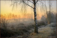 photo "a cold morning"