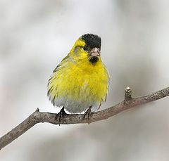 фото "чижик"