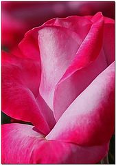 фото "Creme De La Pinque"