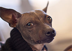 photo "Unknown dog"